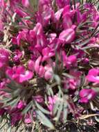 Image of Oxytropis aciphylla Ledeb.