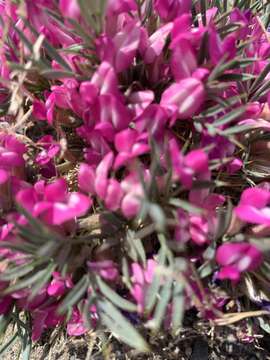 Image of Oxytropis aciphylla Ledeb.