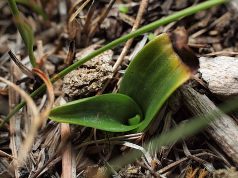Image of Green-winged Orchid