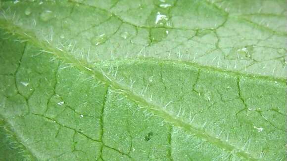 Image of Campanula punctata var. punctata