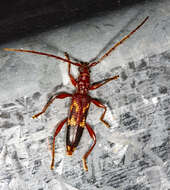 Image of Coptocercus abberrans (Newman 1840)