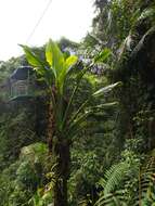 Image of Monstera standleyana G. S. Bunting