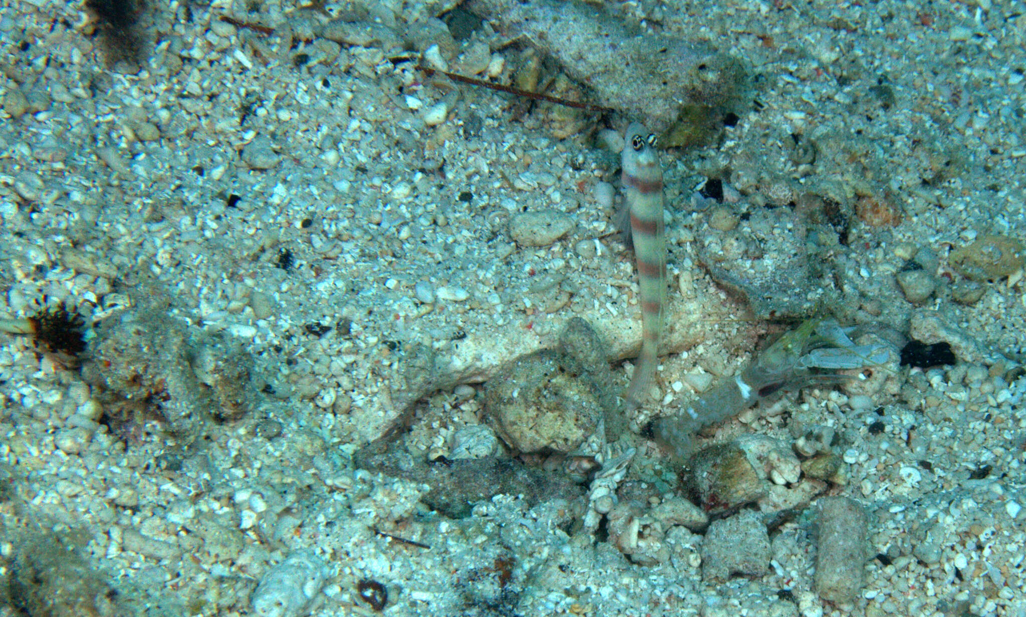 Image of Steinitz' prawn goby