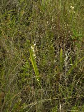 Imagem de Koellensteinia eburnea (Barb. Rodr.) Schltr.