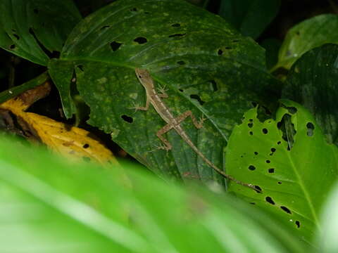 Image de Anolis limifrons Cope 1862