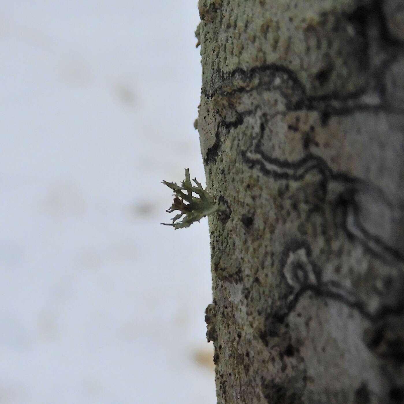 Image of American cartilage lichen