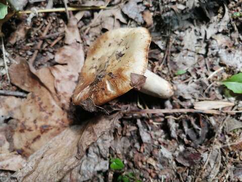 Image of Russula praetervisa Sarnari 1998