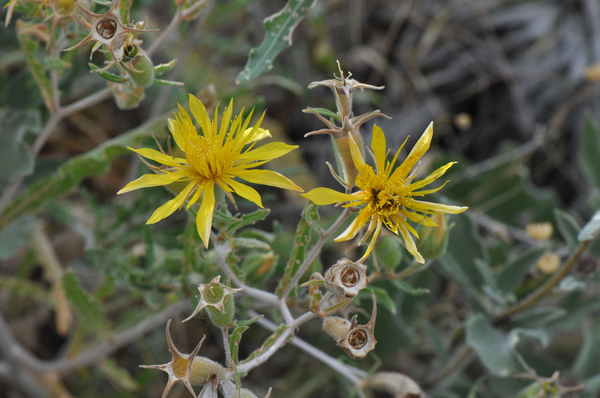 Image of jeweled blazingstar