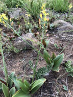 Image of Eriospermum mackenii subsp. galpinii (Schinz) P. L. Perry