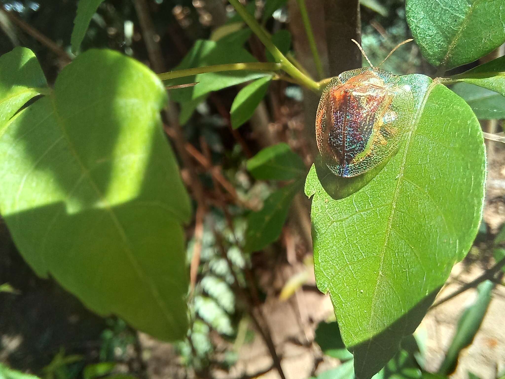 صورة Coptocycla (Psalidonota) contemta (Boheman 1855)