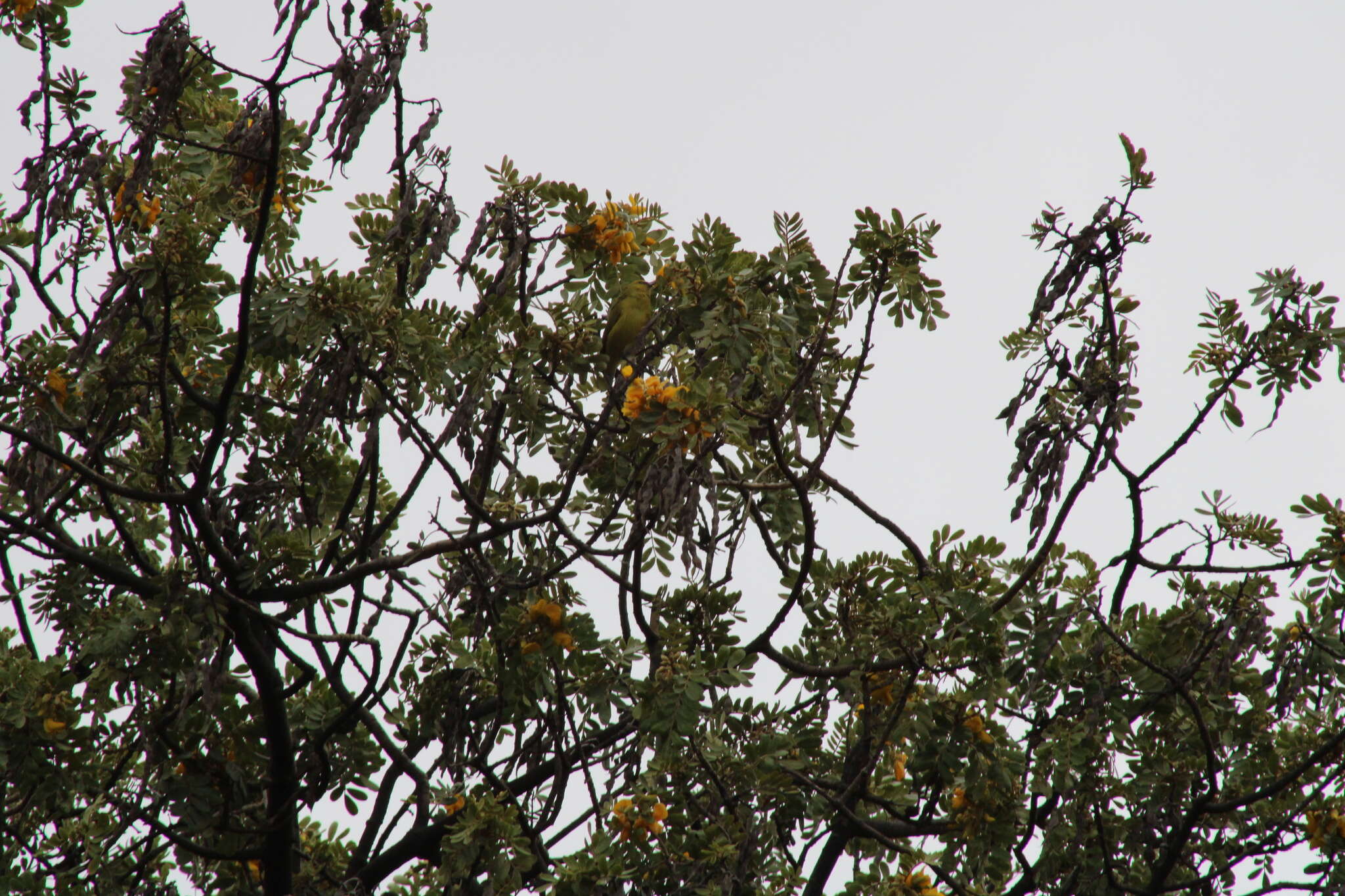 Image of Chlorodrepanis virens virens (Gmelin & JF 1788)