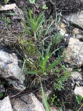 Sivun Symphyotrichum anticostense (Fern.) G. L. Nesom kuva