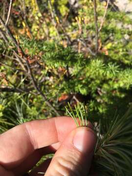 Image of western white pine