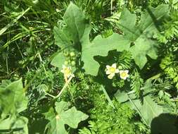 Image of white bryony