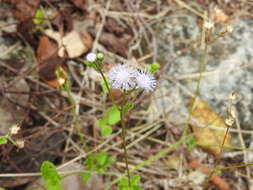 Plancia ëd Ageratum gaumeri B. L. Rob.