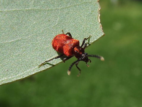 Image of Microdonacia Blackburn 1893