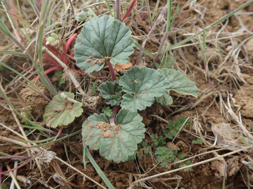 Imagem de Erodium macrophyllum Hook. & Arn.