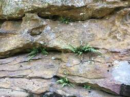 Image de Asplenium pinnatifidum Nutt.