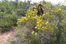 Image of Aloe pluridens Haw.