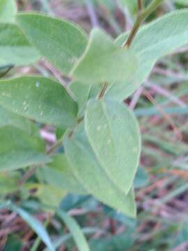 Image of Pentanema spiraeifolium (L.) D. Gut. Larr., Santos-Vicente, Anderb., E. Rico & M. M. Mart. Ort.