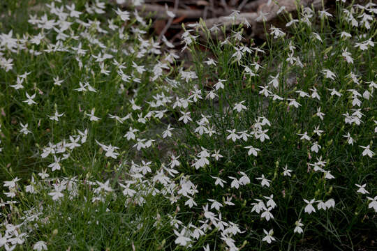 Image of Lithotoma anethifolia (Summerh.) E. B. Knox