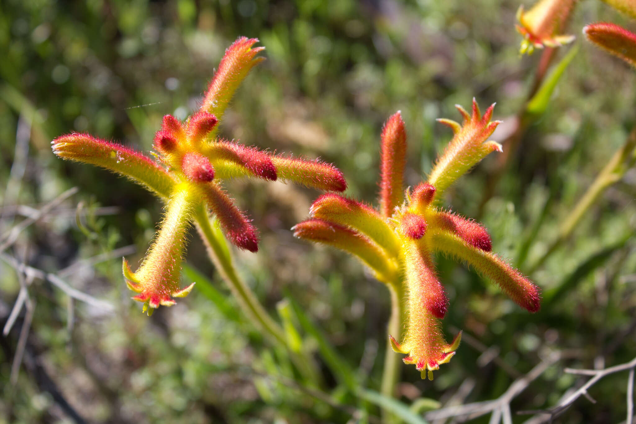 Image of Anigozanthos humilis Lindl.