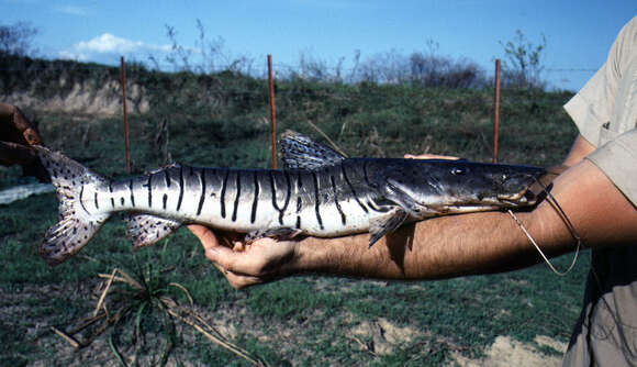 Pseudoplatystoma orinocoense Buitrago-Suárez & Burr 2007 resmi