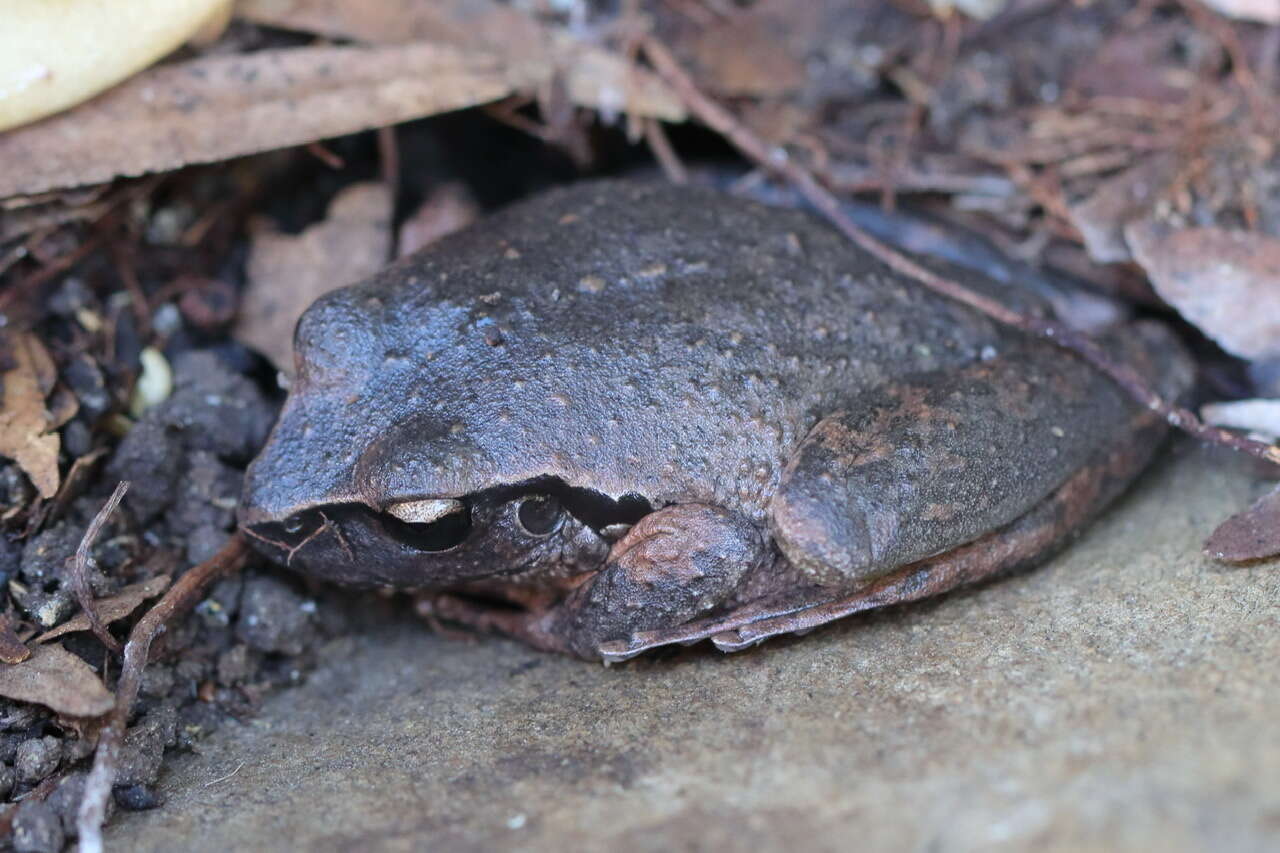 Image of Lesueur's frog