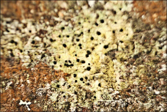 Image of megalaria lichen