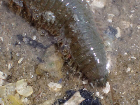 Image of Mussel worm