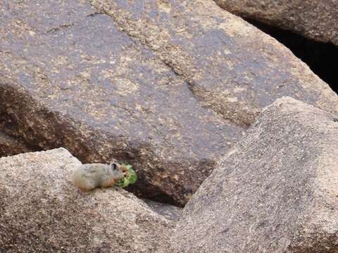 Image of Turkestan Red Pika