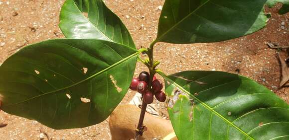 Image of Coffea liberica var. liberica