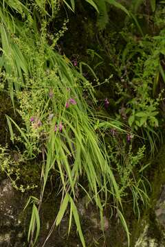 Image of Anthogonium gracile Wall. ex Lindl.