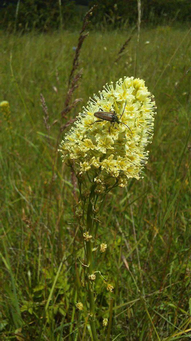 Image of meadow death camas