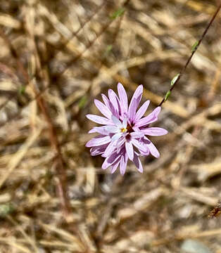 Image of Crystal Springs lessingia