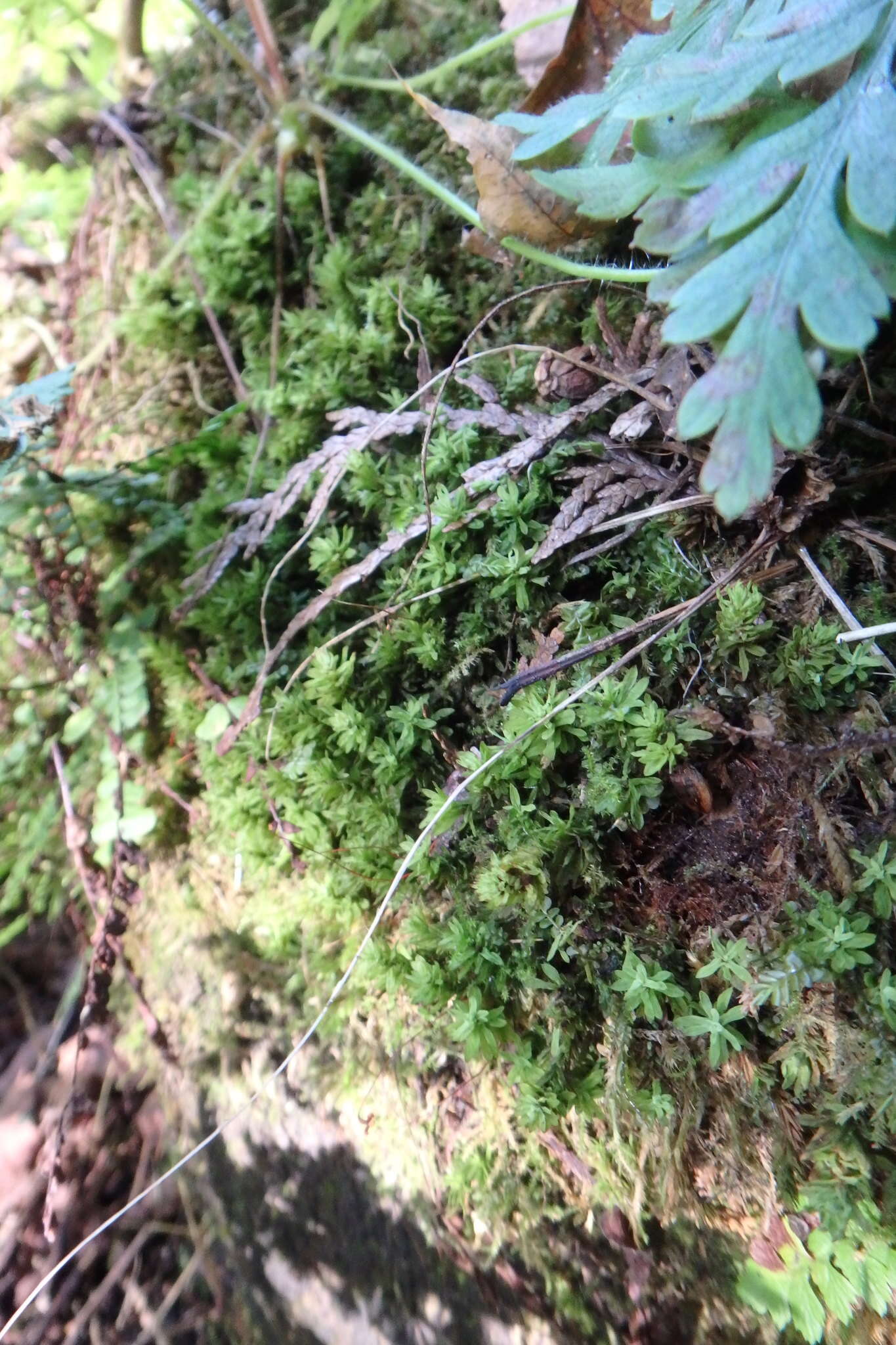 Image of candle snuffer moss