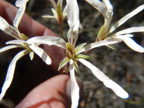 Image of Pelargonium fergusoniae L. Bolus