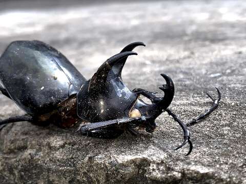 Image of Rhinoceros beetle