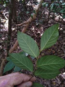 Image of Alangium polyosmoides subsp. tomentosum