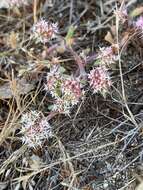 Image of Monterey spineflower