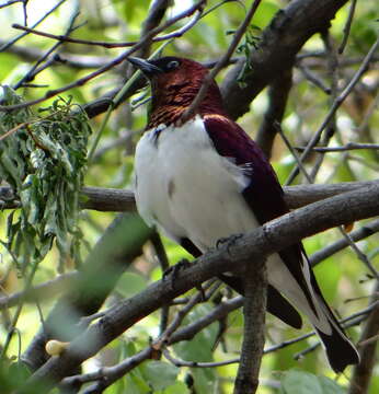 Image of Cinnyricinclus Lesson & R 1840