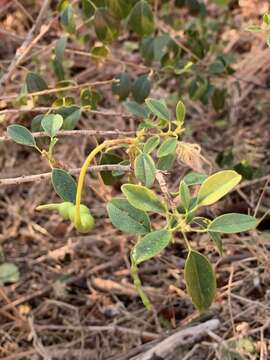 Image of Maerua angolensis subsp. angolensis