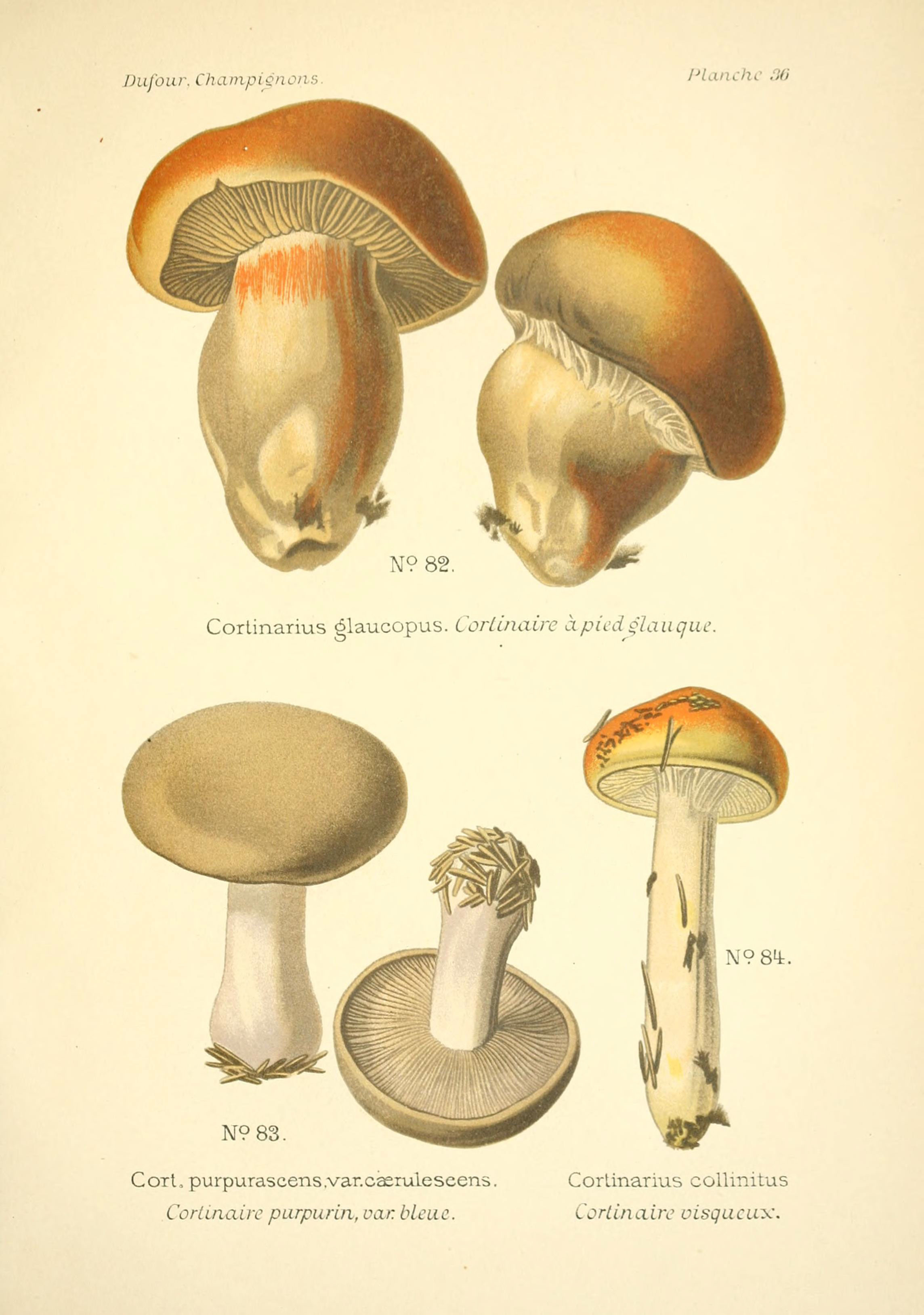 Image of <i>Cortinarius purpurascens</i> Fr. 1838