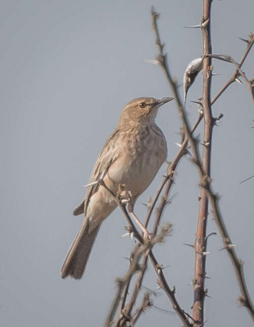 Image of Pink-breasted Lark