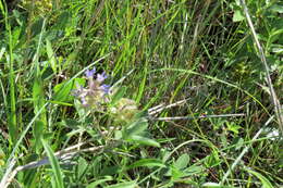 Image of largebract Indian breadroot