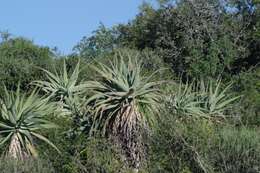 Image of Aloe speciosa Baker