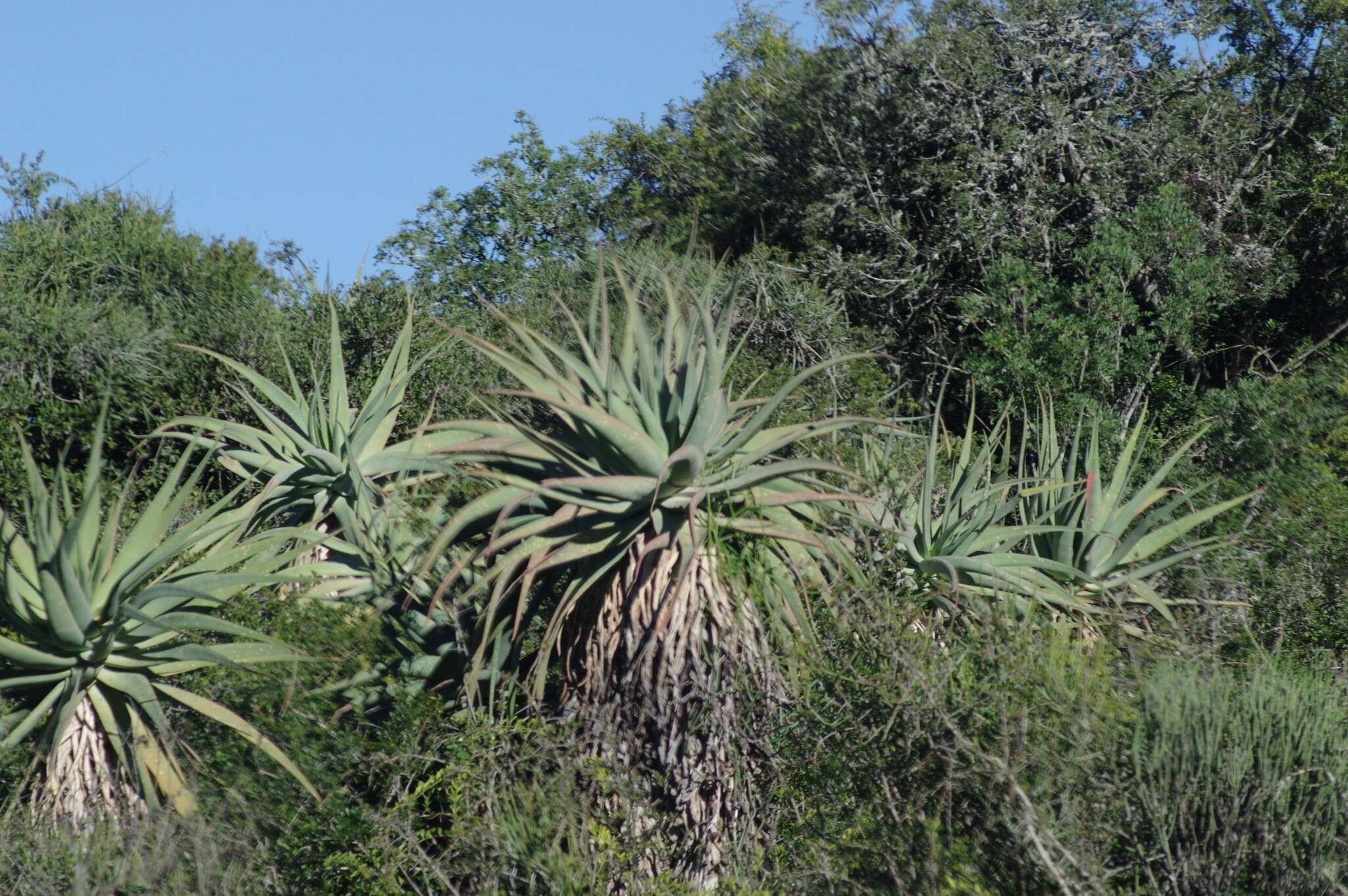 Image of Aloe speciosa Baker