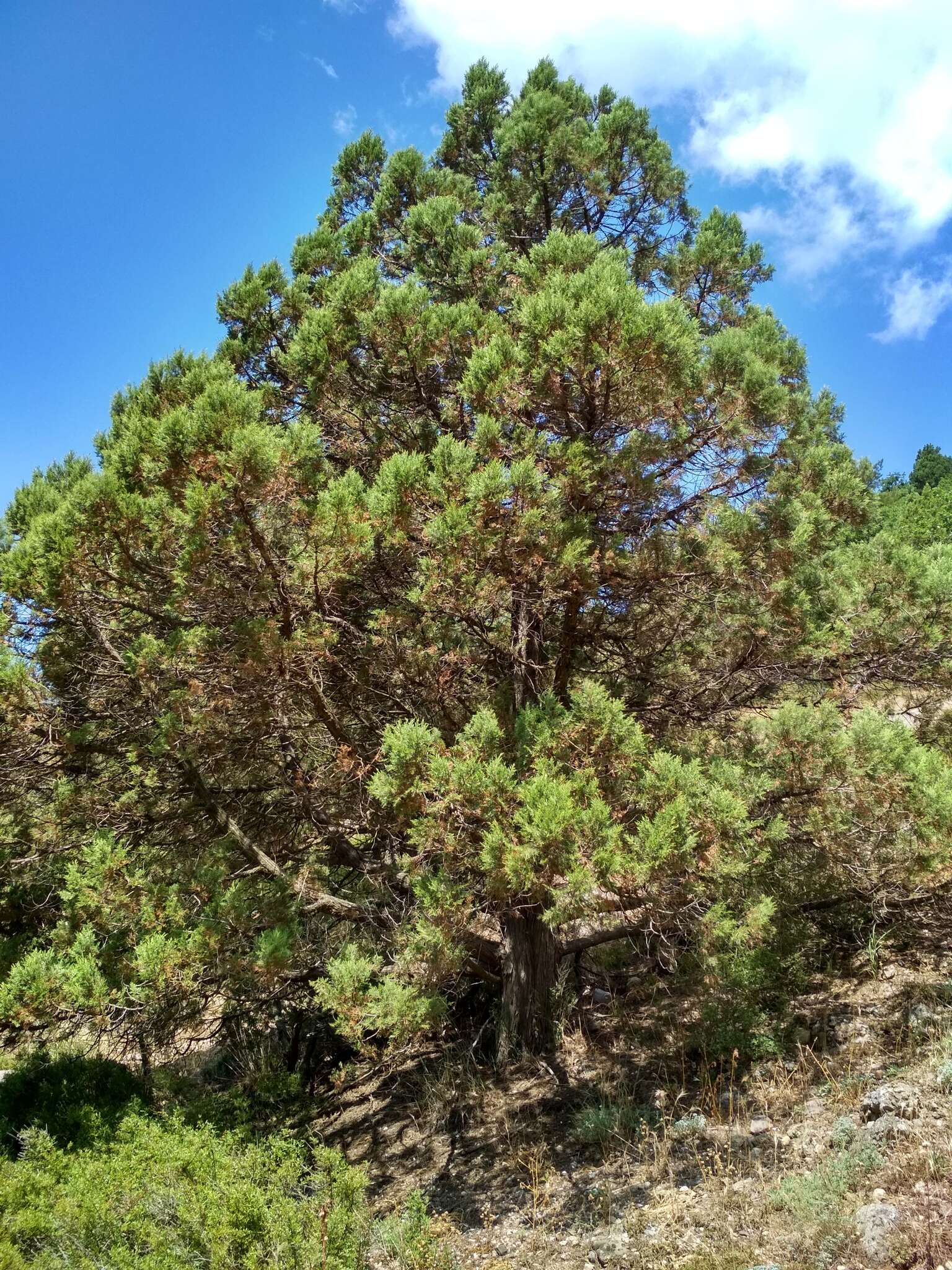 Image of Crimean Juniper