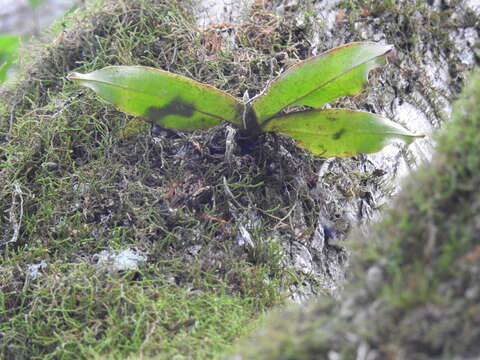 Image of raspy root orchid