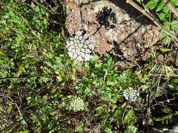 Слика од Daucus insularis (Parl. ex Webb) Spalik, Wojew., Banasiak & Reduron